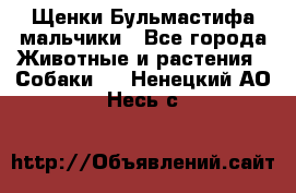 Щенки Бульмастифа мальчики - Все города Животные и растения » Собаки   . Ненецкий АО,Несь с.